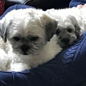 Meet your Posher, Roberta